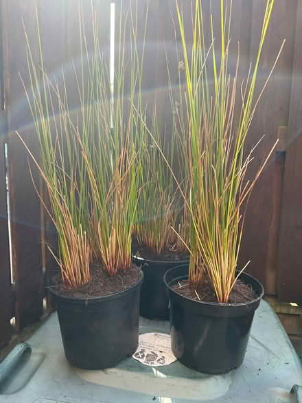 Photo of free Rush plant - Juncus Effusus (Idle) #1