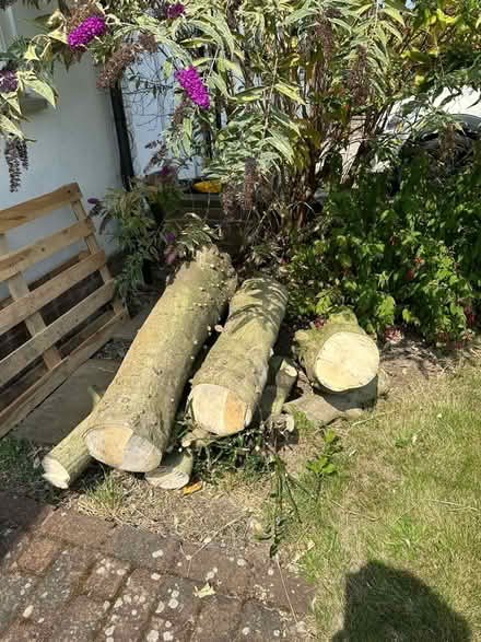 Photo of free Wood (KT108DJ) #1