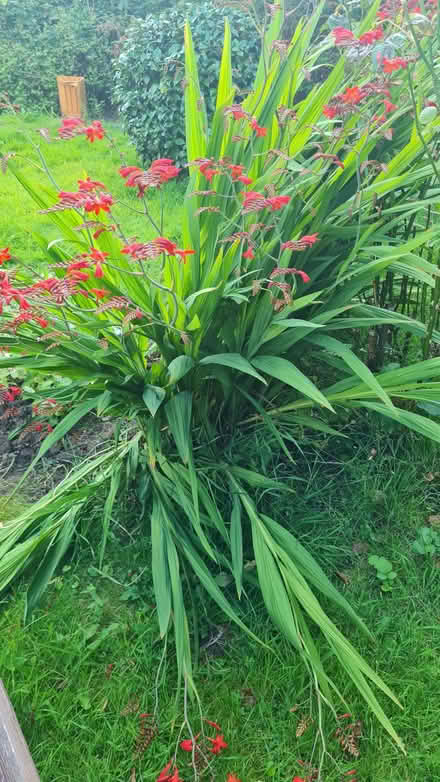 Photo of free Crocosmia bulbs (and other mixed bulbs) (Romiley SK6) #1