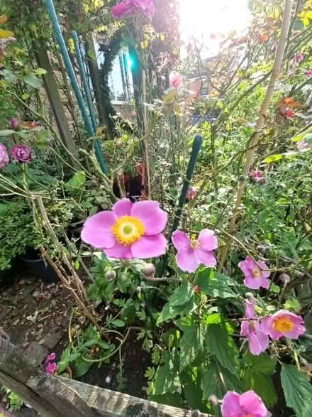 Photo of free Pink japanese ananome (South Tonbridge TN9) #1