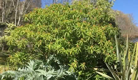 Photo of free Euphorbia mellifera seedlings (Surrenden BN1) #1