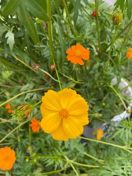 Photo of free Orange and Yellow Cosmos (Littleton MA) #2