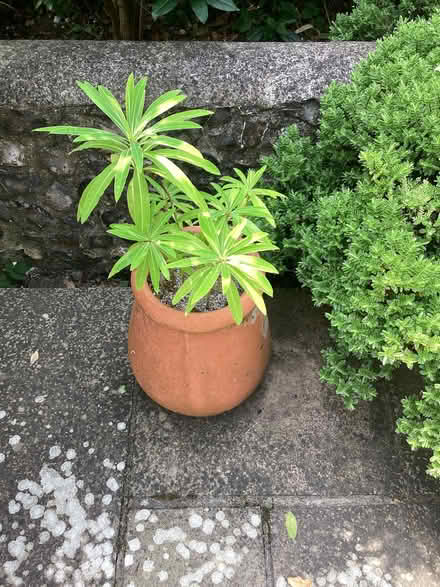 Photo of free Euphorbia mellifera seedlings (Surrenden BN1) #3