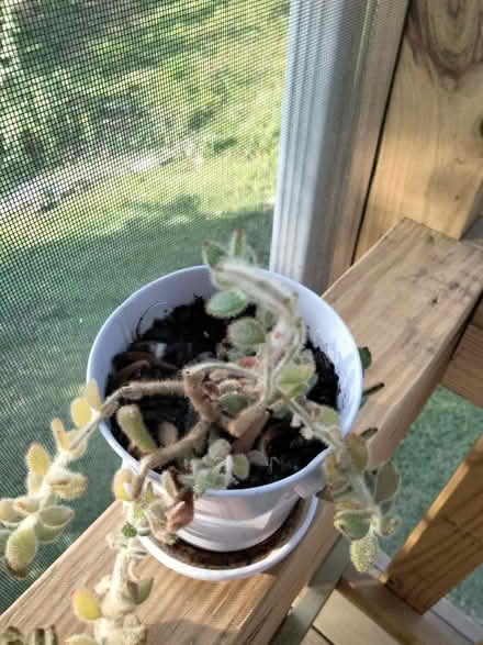Photo of free Small succulent plant in pot (Cheverly, MD) #2