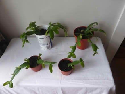 Photo of free Christmas Cactus Houseplants (Oxgangs EH13) #1