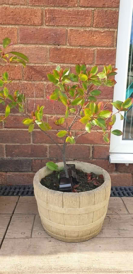 Photo of free Small Japanese photinia (Wakefield) #1