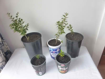 Photo of free Cotoneaster saplings (Oxgangs EH13) #1