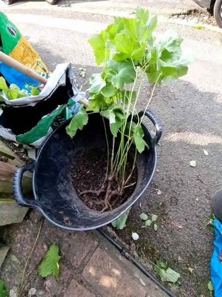 Photo of free Pink japanese ananome (South Tonbridge TN9) #2