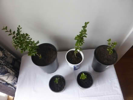 Photo of free Cotoneaster saplings (Oxgangs EH13) #2