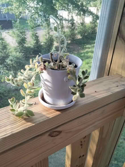 Photo of free Small succulent plant in pot (Cheverly, MD) #1
