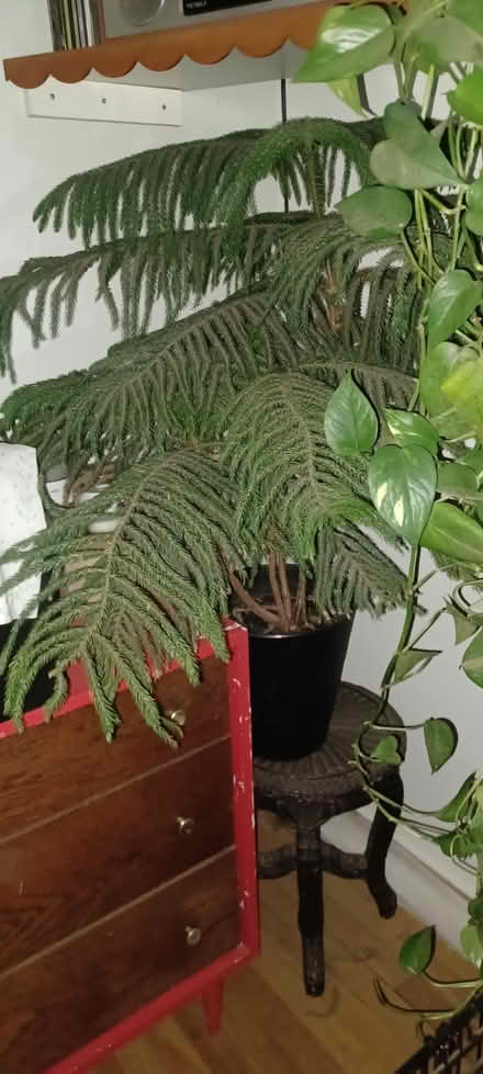 Photo of free Houseplant - Norfolk Pine (Ronkonkoma) #1