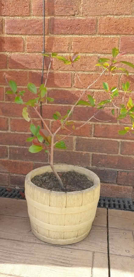 Photo of free Japanese photinia (Wakefield) #1