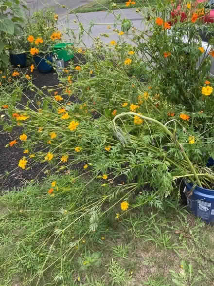 Photo of free Orange and Yellow Cosmos (Littleton MA) #1