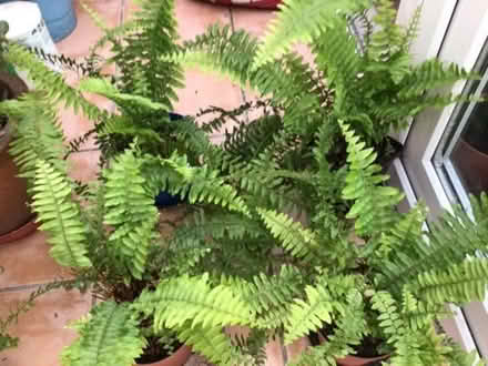 Photo of free House plants - ferns (Grimsbury OX16) #1