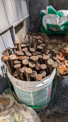 Photo of free Bucket of 10 inch spikes (Pleasantville) #1