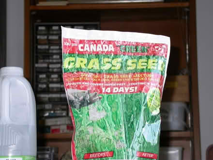 Photo of free 500gm Canada Grass seed (Upper Wolvercote OX2) #2
