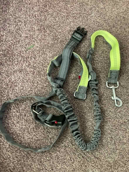 Photo of free Dog leads (Chelmsford CM2) #1