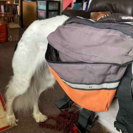 Photo of free Dog equipment (Chelmsford CM2) #1