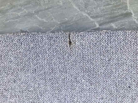 Photo of free Carpet (Didcot OX11) #3