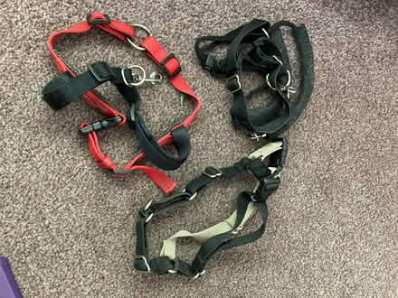 Photo of free Dog harnesses (Chelmsford CM2) #1