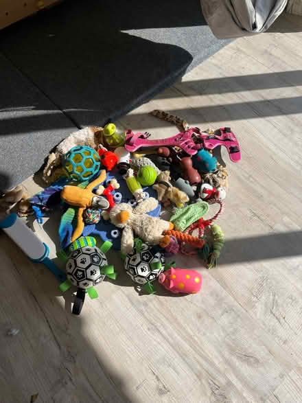 Photo of free Dog toys and harness (New Marston OX3) #1