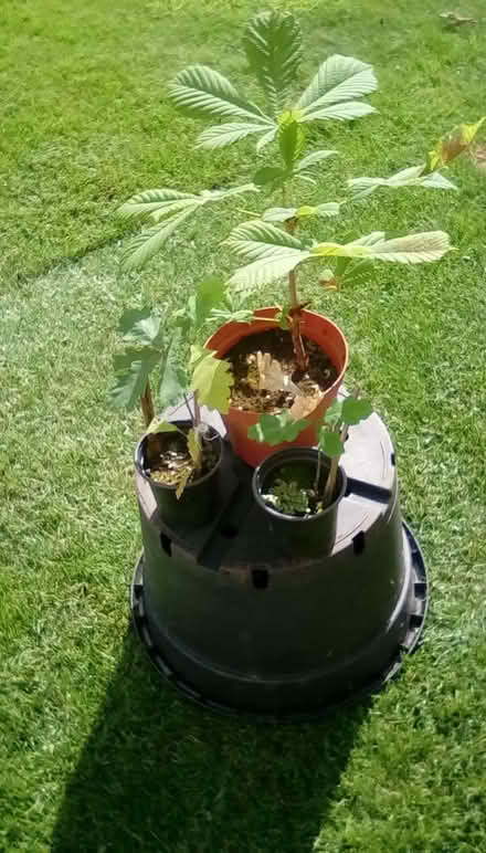 Photo of free Tree saplings. (Priorslee TF2) #1