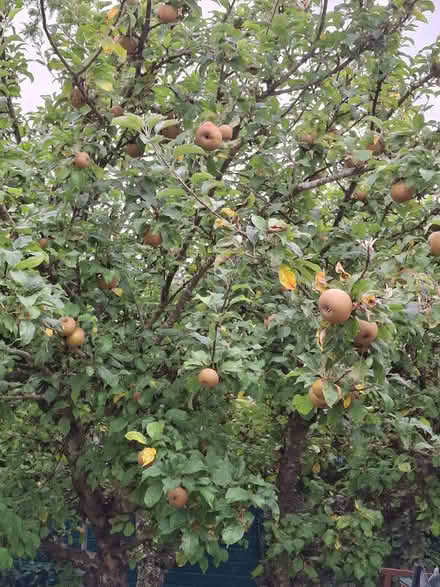 Photo of free Apples (Locks Heath SO31) #1