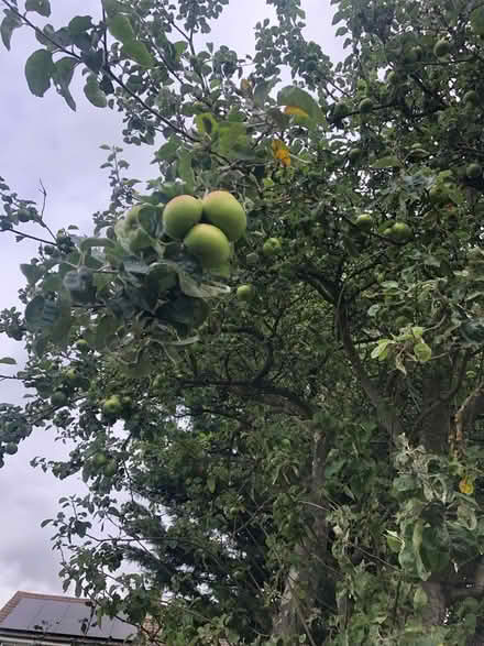 Photo of free Cooking apples (Hitchin SG4) #1