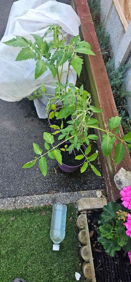 Photo of free Tomato plants (Beswick M11) #1