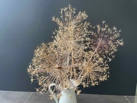 Photo of free Allium seed head decoration (Ewell, KT19) #1