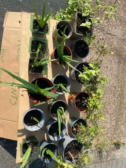 Photo of free plants, aloe Vera and Ivy (Addlestone) #1