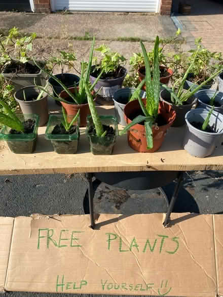 Photo of free plants, aloe Vera and Ivy (Addlestone) #2