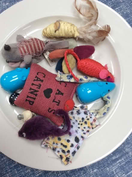 Photo of free Kitten toys (OX3 near Nuffield orthopaedic) #1