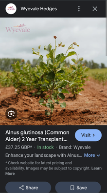Photo of free Alder tree 2 years old (Heysham LA3) #1