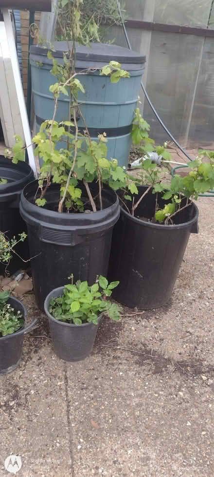 Photo of Plastic bins (Far Bletchley MK3) #1