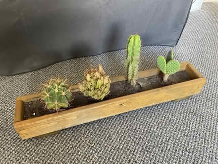 Photo of free Cactus Plants (Mills Hill M24) #1