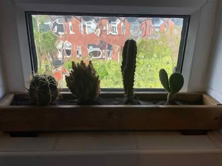 Photo of free Cactus Plants (Mills Hill M24) #2