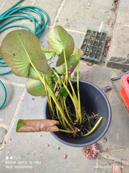 Photo of free Water lily (Aldwick PO21) #1
