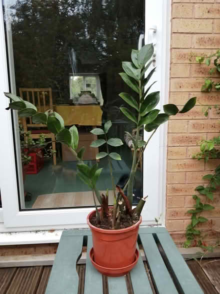 Photo of free Houseplant Zamioculcas (Stonehouse GL10) #1