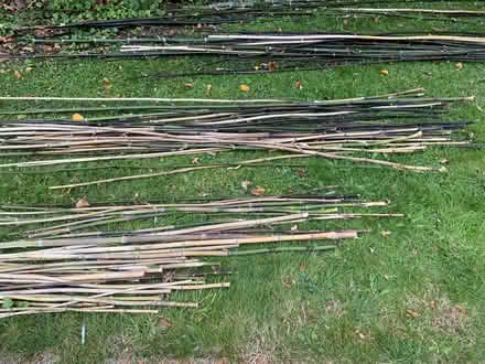 Photo of free Bamboo poles (Kings Stanley GL10) #1