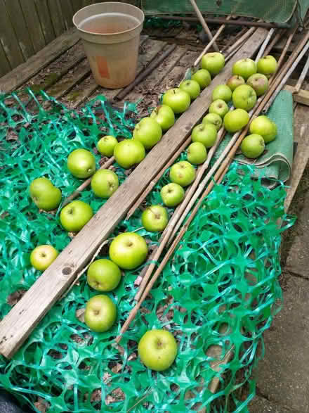 Photo of free Bramley apples (North Hillingdon UB10) #1