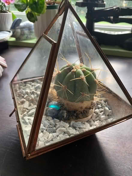 Photo of free Copper glass terrarium cactus plant (Addlestone KT15) #2