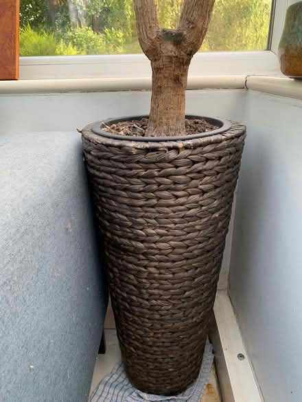 Photo of free Large house plant yucca in pot (Addlestone KT15) #2