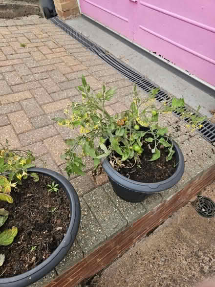 Photo of free Various plants (EX8) #4