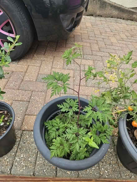 Photo of free Various plants (EX8) #3