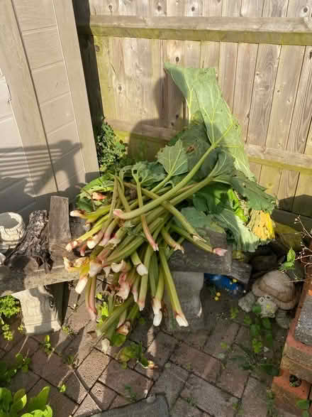 Photo of free Rubarb (Totton) #1