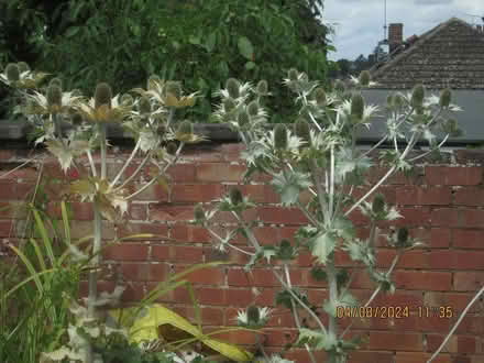 Photo of free Sea Holly & Teasels (Worcester WR5 - Bath Road) #2