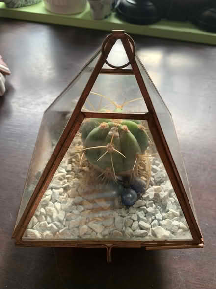 Photo of free Copper glass terrarium cactus plant (Addlestone KT15) #3
