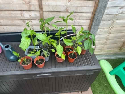 Photo of free Pepper plants (Gloucester) #1