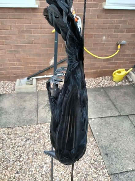 Photo of free Crow (Shifnal TF11) #3